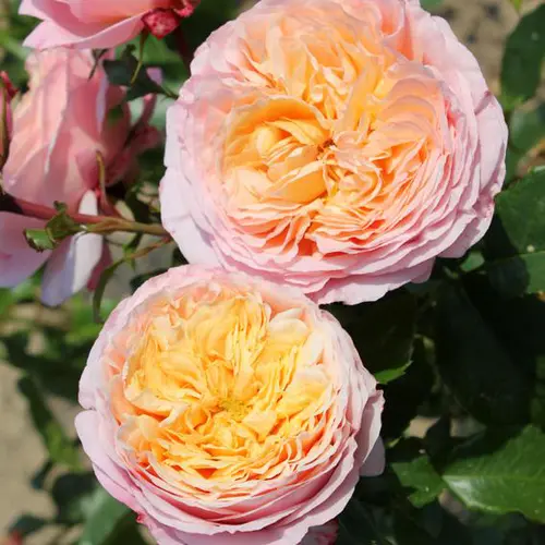 Rosier Domaine de Chantilly® Delagak