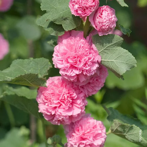 Rose Trémière double Rose - Le pot de 1 litre