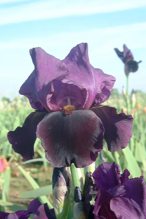 Iris des Jardins Black Swan - Le pot de 2 litres