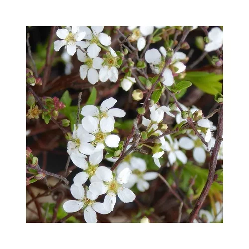 Pommier à fleurs Everest® blanc. Le pot de 10 litres, 80/100 cm