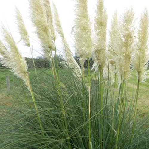 Herbe de la pampa argentée Sunningdale Silver Cortaderia selloana sunningdale silver