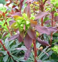 Euphorbe vivace pourpre coloris rouge. Le pot de 10,5 cm
