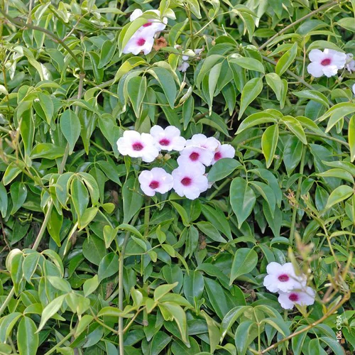 Pandorea Pyramide - Le pot de 24 cm
