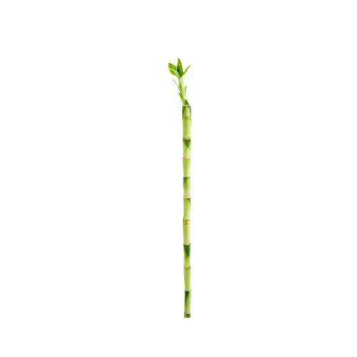 Canne chinoise Lucky Bamboo droit. Le pot de 70 cm