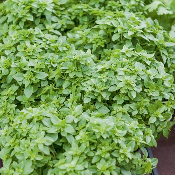 Plant de Basilic Fin vert Ocimum basilicum 'Fin Vert'