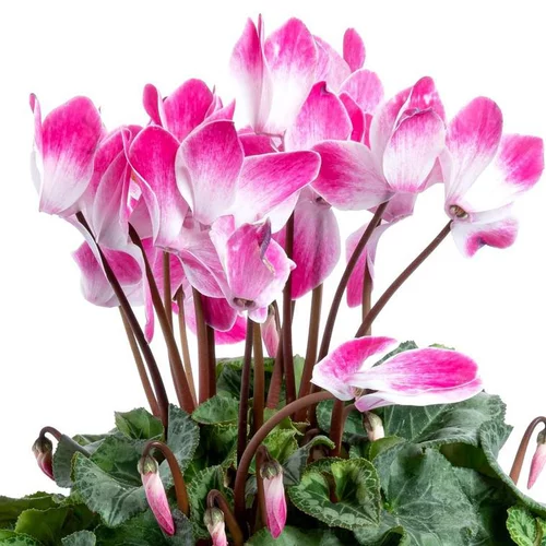Cyclamen Indiaka à fleurs roses - Le pot en terre cuite Ø 14 cm