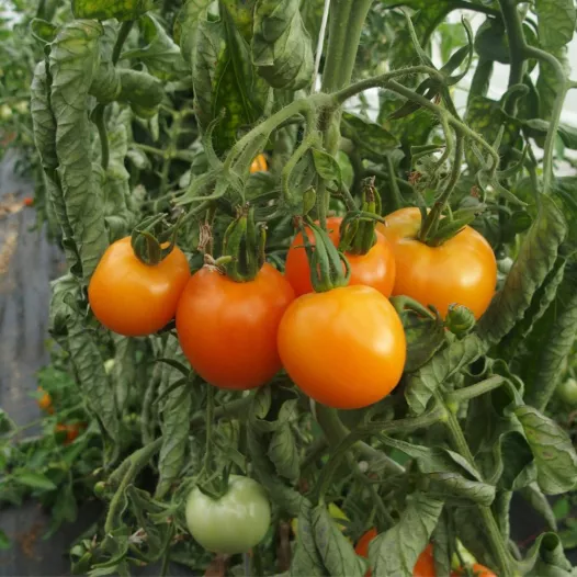 Tomate délice d'or biologique et reproductible