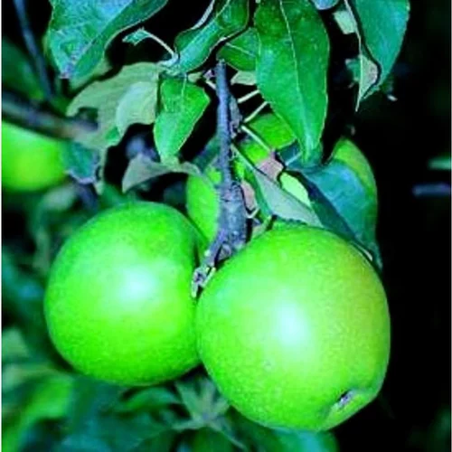Pommier Granny Smith. En racine nue, forme gobelet