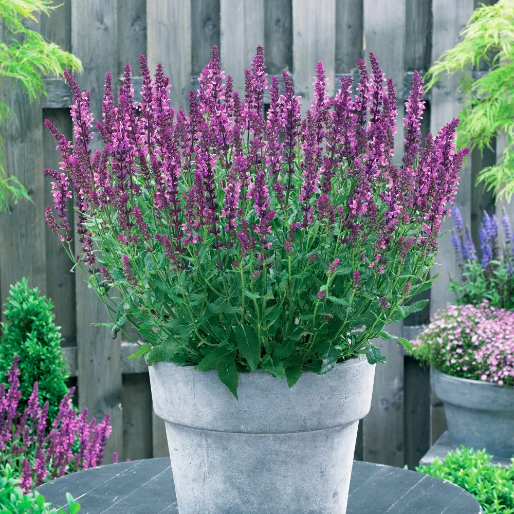 3 Sauges des bois Friesland Pink Salvia nemorosa friesland pink
