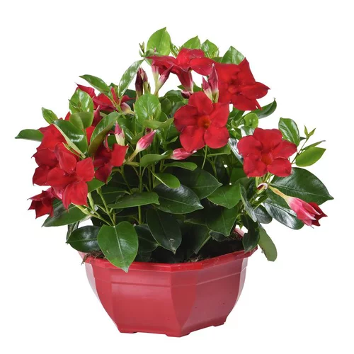 Dipladénia ou Mandevilla à fleurs multicolores - La coupe Ø 23 cm