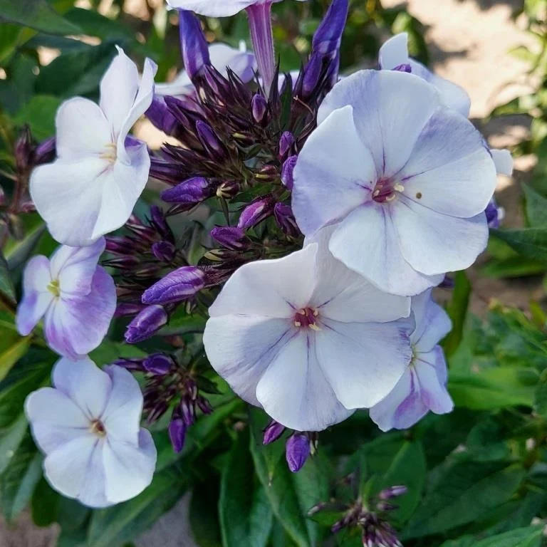 3 Phlox paniculé Younique Old Blue Phlox paniculata 'younique old blue'