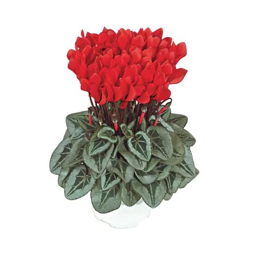 Mini Cyclamen de collection - Le pot de 10,5 cm