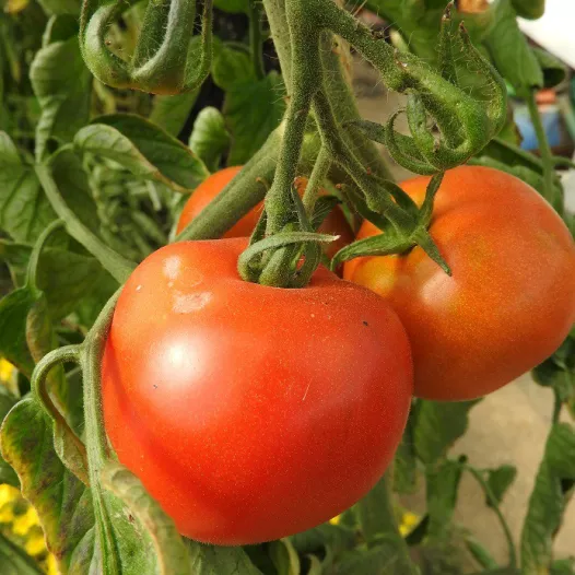 Semences bio de Tomate rouge Corma (lignée 1 de gembloux)