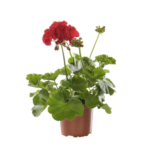 Géranium zonale extra. Le pot de 10,5 cm