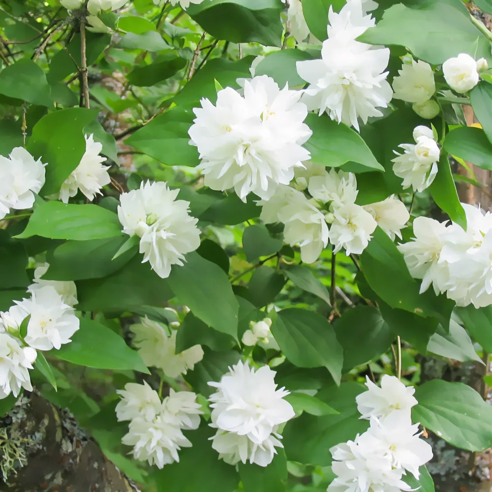 Seringat Minnesota Snowflake - Philadelphus Philadelphus x virginalis Minnesota Snowflake