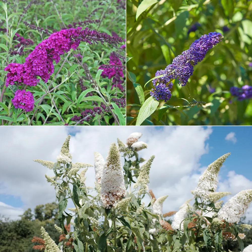 Collection d'arbres à papillons : Royal Red, White Profusion, Empire Blue Buddleja davidii Royal Red, White Profusion, Empire Blue