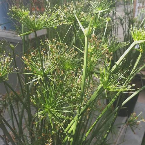 Papyrus nain - Le pot de 7,5 litres