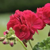 Géranium zonale - La jardinière de 60 cm