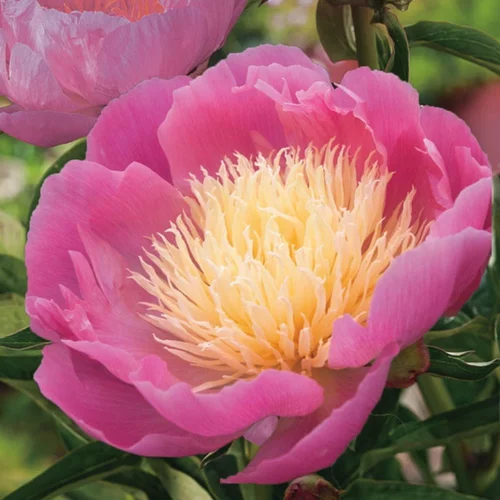 Pivoine Bowl of Beauty - Le pot de 2 litres