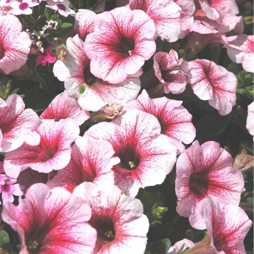 Pétunia retombant multicolore. Le pot de 13 cm