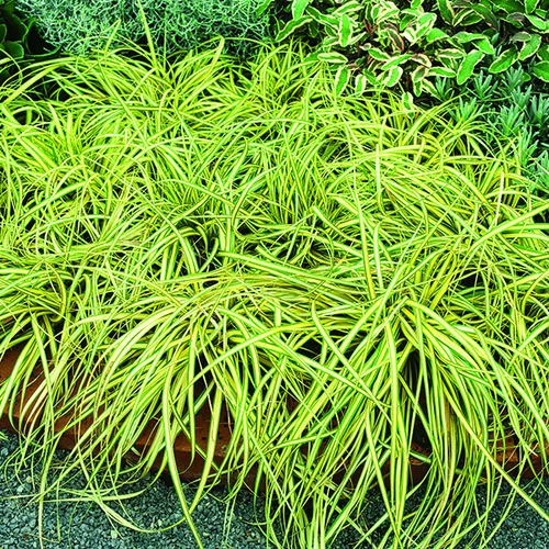 Carex Oshimensis Evergold jaune botanic®. Le pot de 1 litre