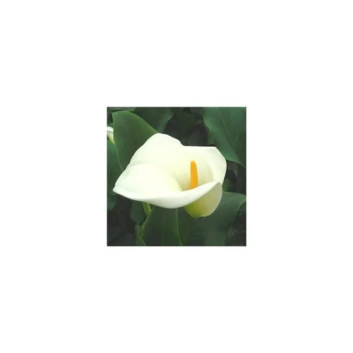Arum à grandes fleurs coloris blanc. Le pot de 1 litre