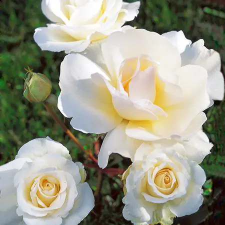 Rosier Grand Nord® Delgrord