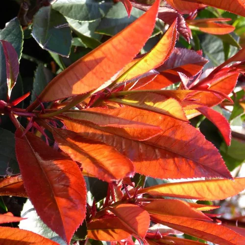 Photinia Fraseri Red Robin 80/100 en pot de 7 L rouge