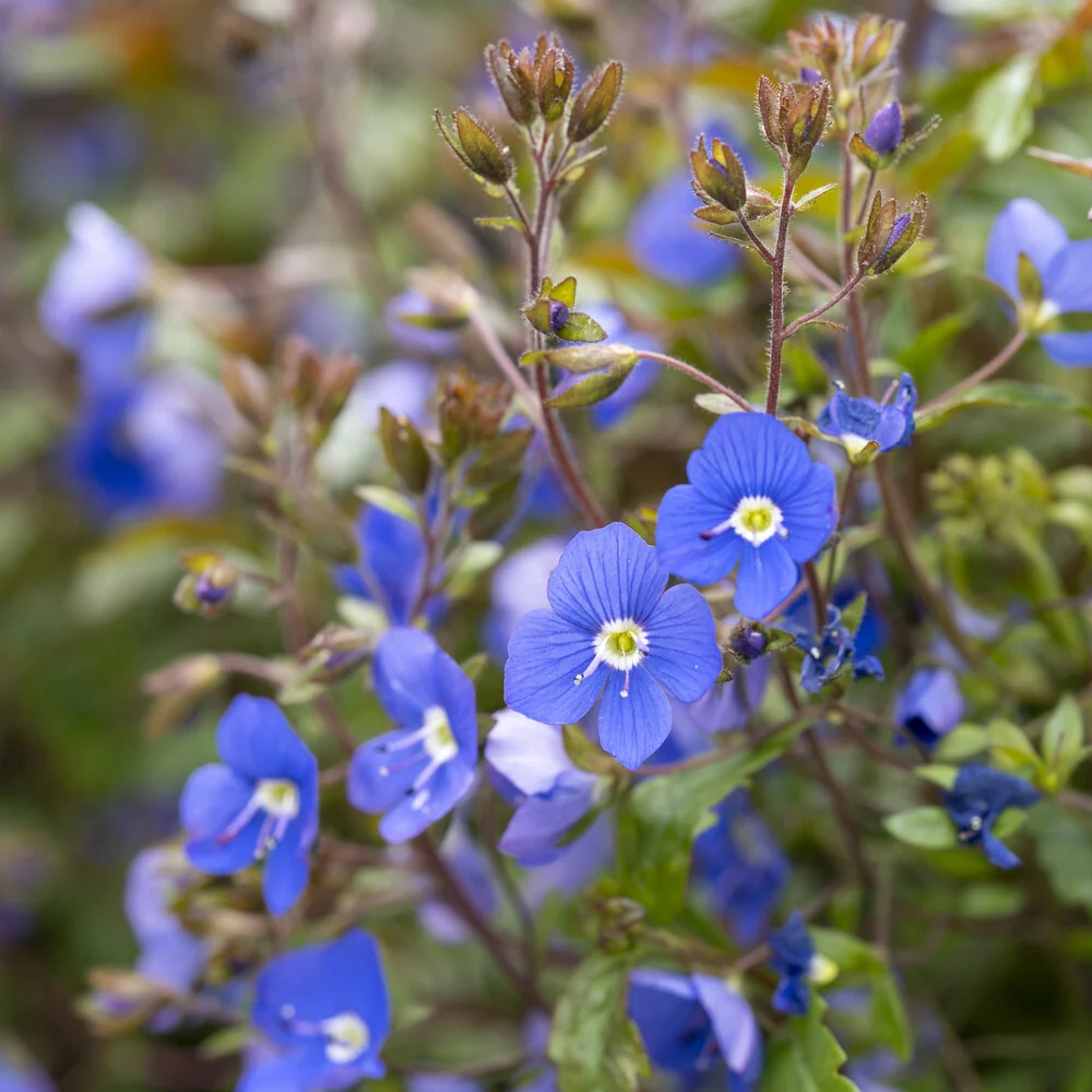 Véronique rampante Georgia Blue Veronica umbrosa Georgia Blue