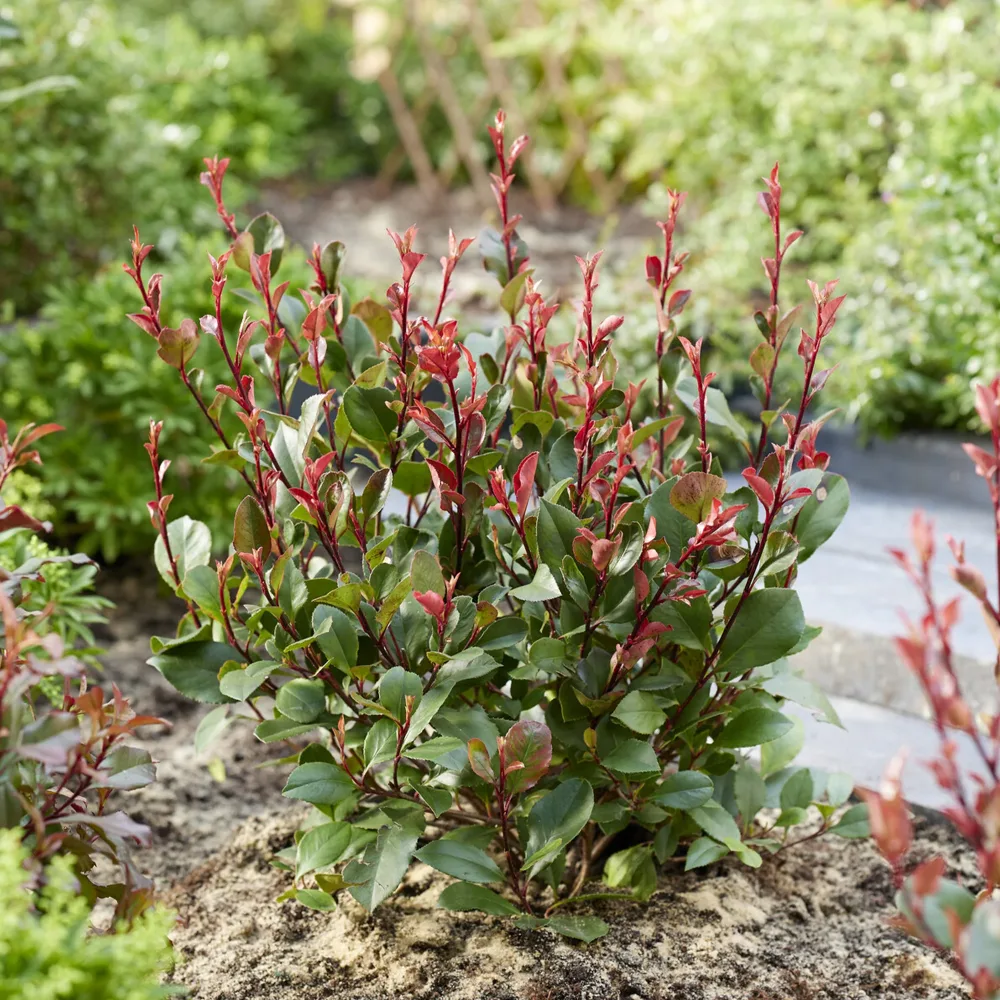 Photinia Little Red Robin Photinia x fraseri Little Red Robin