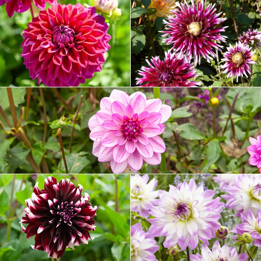 5 Grands Dahlias en mélange Dahlia 'Diva', 'Clair Obscure', 'Mistery Day', 'Seduction', 'Luka Johanna'
