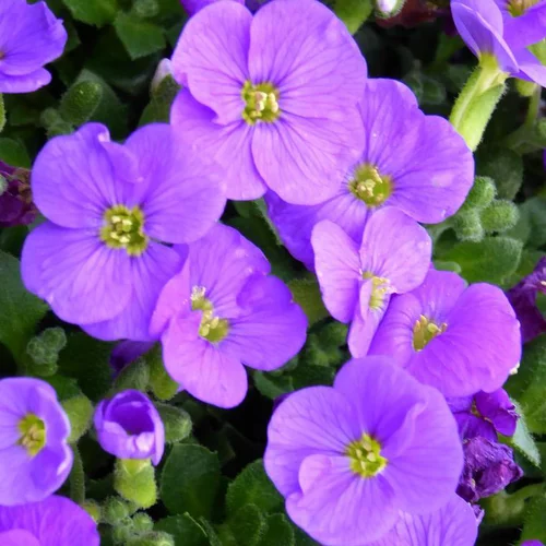 Aubriète (Aubrieta) à fleurs violettes - Le pot décoratif taupe de 1 litre
