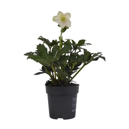 Rose de Noël - Le pot de 10,5 cm