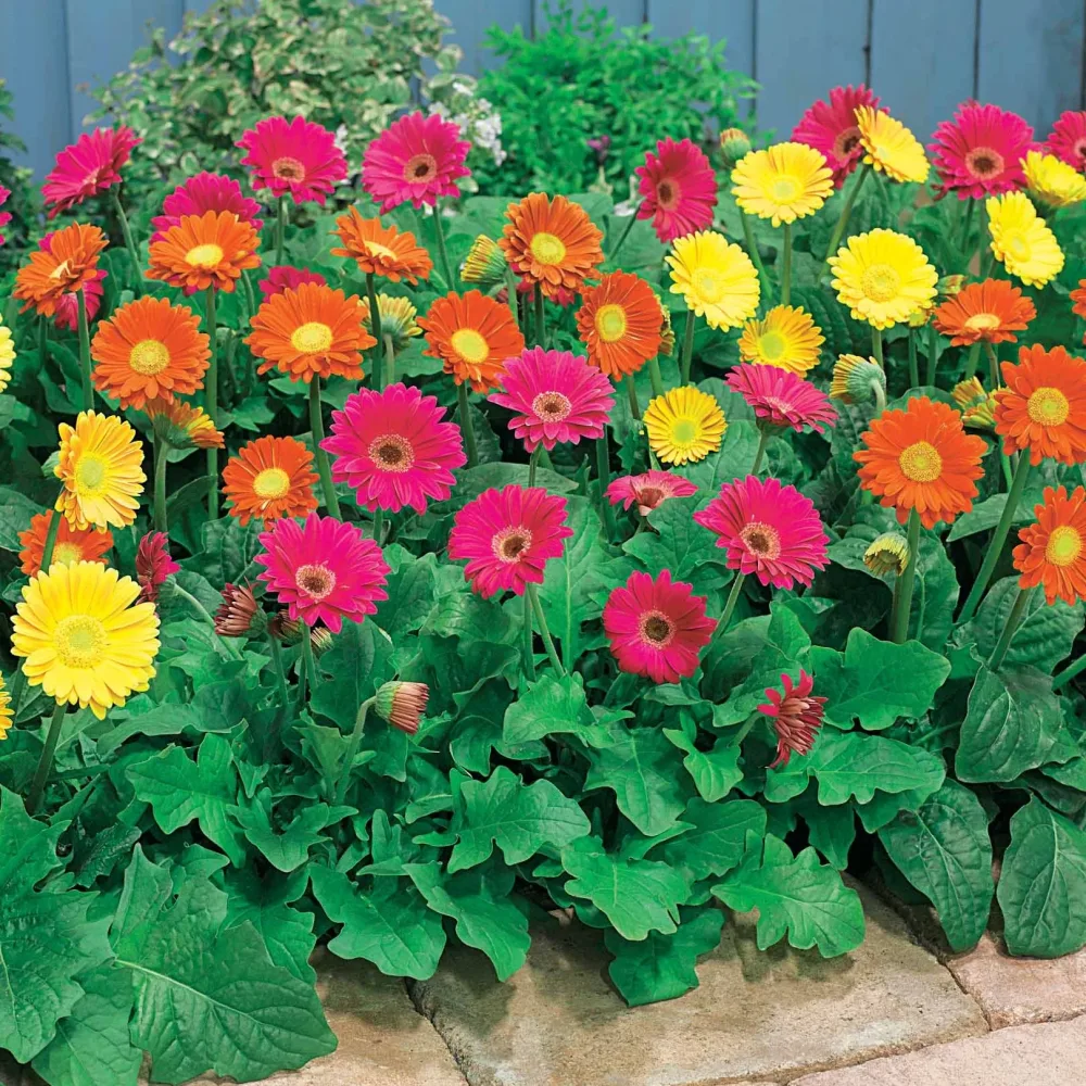 2 Garvineas Sophie ® pour votre jardin réf 010570 Garvinea rachel