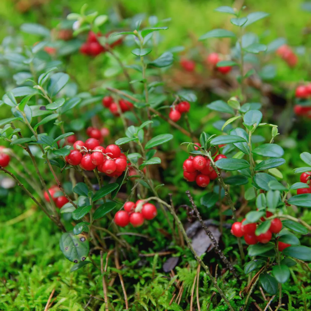 Airelle rouge Miss Cherry ® Vaccinium vitis idaea miss cherry ® (meliro)