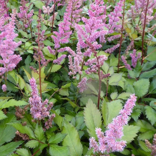 Astilbe hybride Maggie Daley Astilbe maggie daley