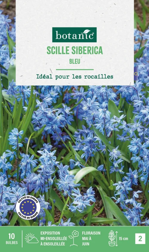 Scilla siberica botanic® - 10 bulbes
