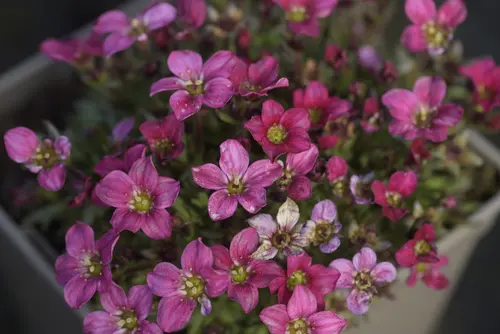 Saxifrage-Mousse ALPINO EARLY CARNIVAL - Le pot de 2 litres