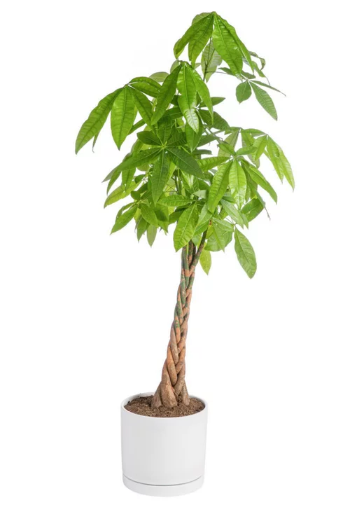 Pachira aquatica vert en pot blanc émaillé botanic®. Le pot Ø 30 cm