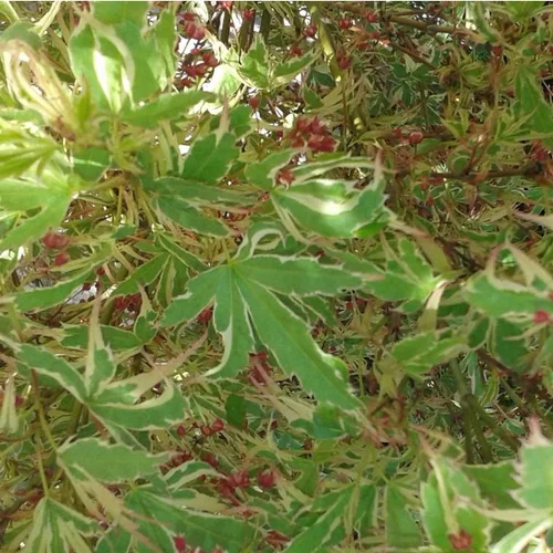 Érable du Japon Butterfly vert marginé crème. Le pot de 5 litres, 60/80 cm