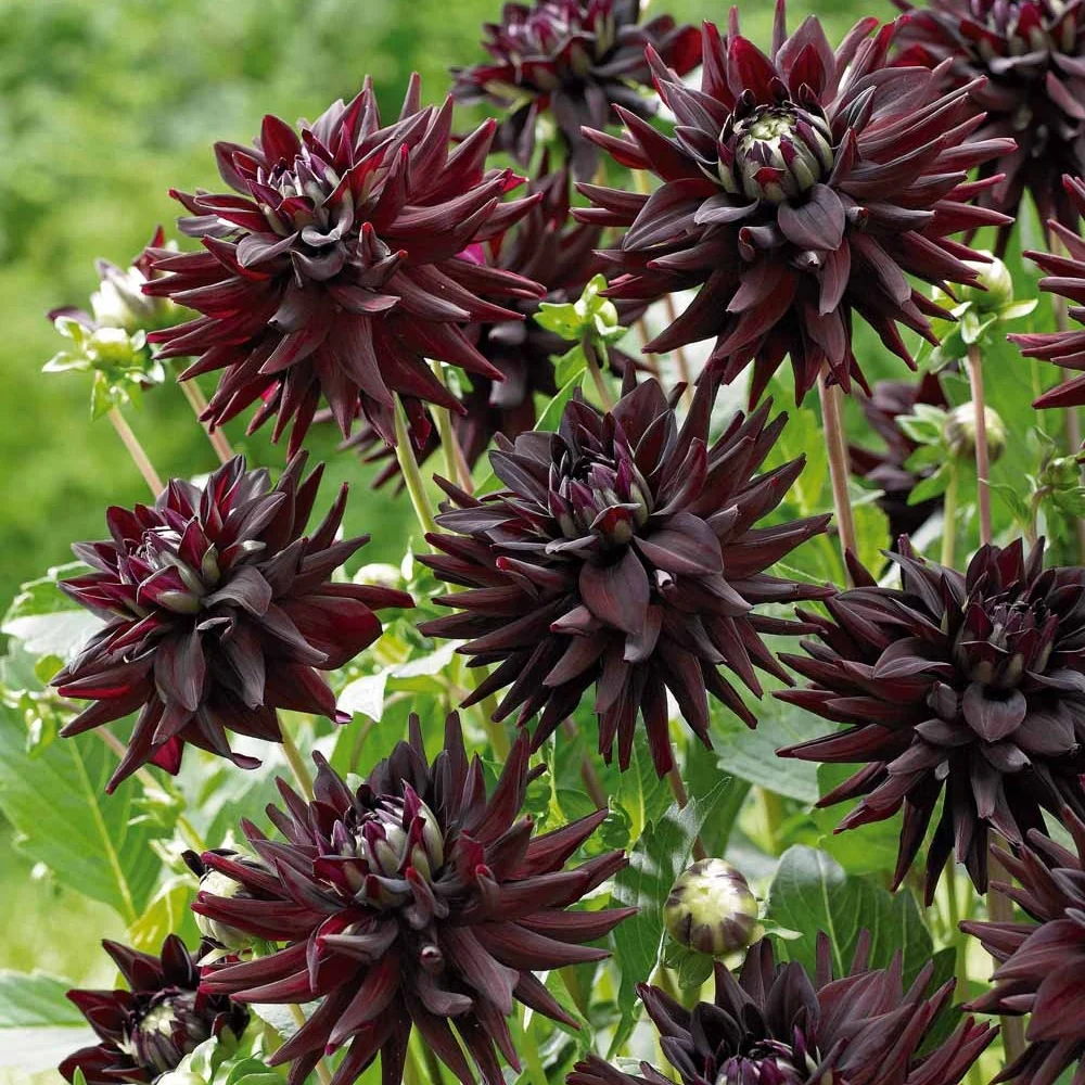 3 Dahlias cactus presque noir Tamburo Dahlia tamburo