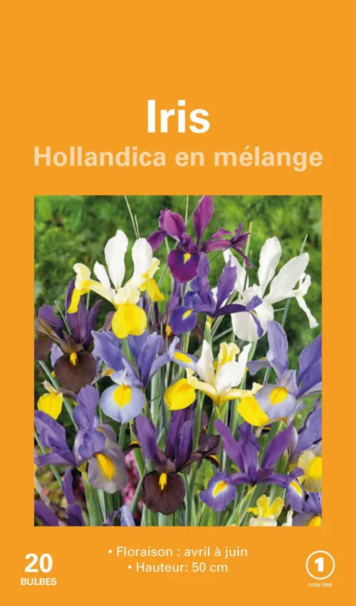 Iris Hollande en mélange botanic® - 20 bulbes