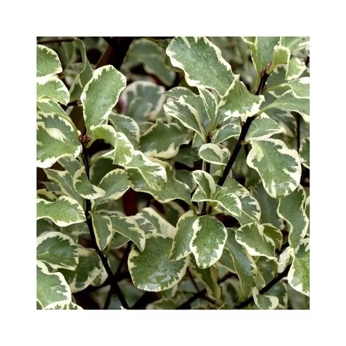 Pittosporum Tenuifolium Gold Star en pot de 2 L
