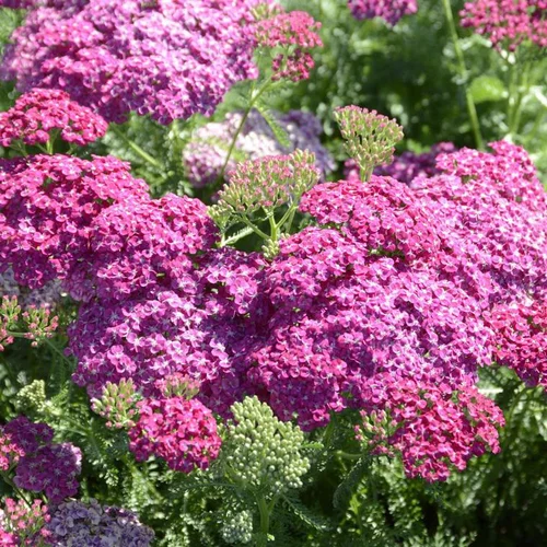 Achillea Millefolium Tutti Frutti Wonderful Wampee - Le pot de 4 litres