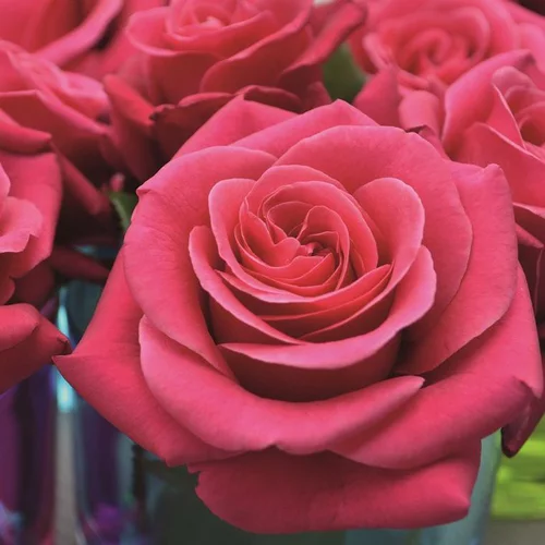 Rosier Pink Voluptia rose. Le pot de 5 litres