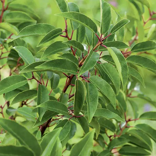 Laurier du Portugal ‘Angustifolia’ vert. Le pot de 3L