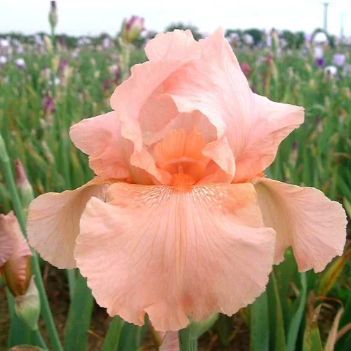 Iris des Jardins 'Laurel Park' - Le pot de 1 litre