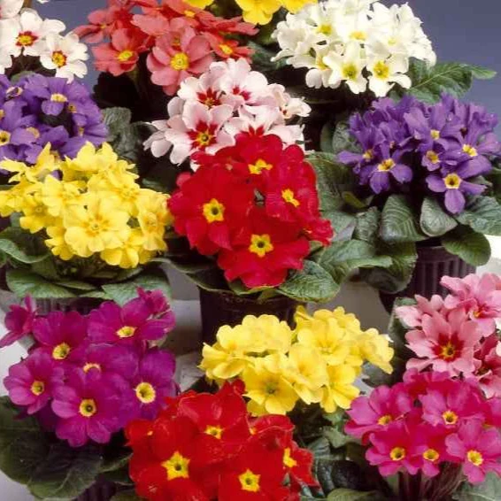 Primevères Colossea à grosses fleurs en mélange Primula colossea