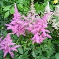 Astilbe - Avec cache pot