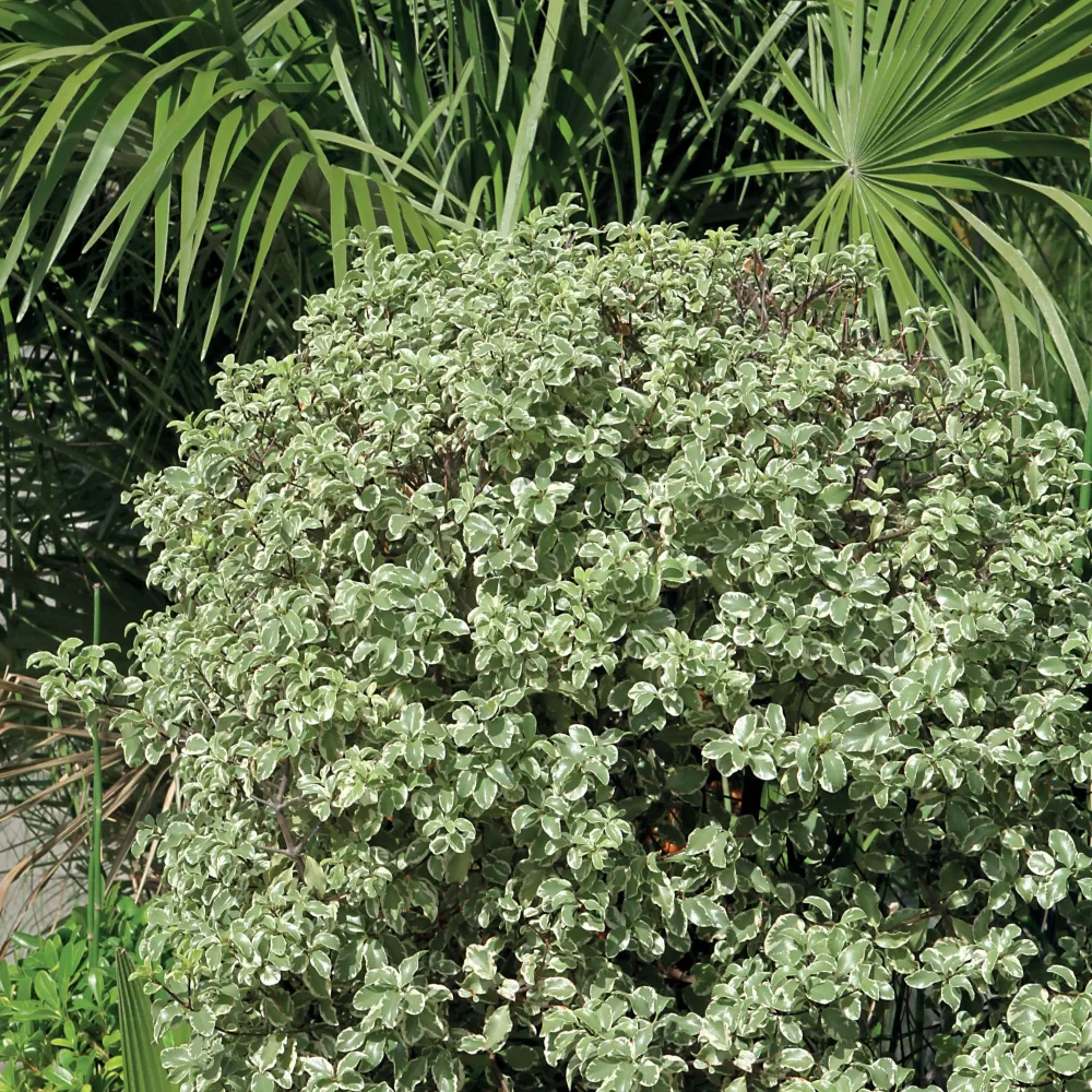 Pittosporum tenuifolium variegatum Pittosporum tenuifolium Variegatum